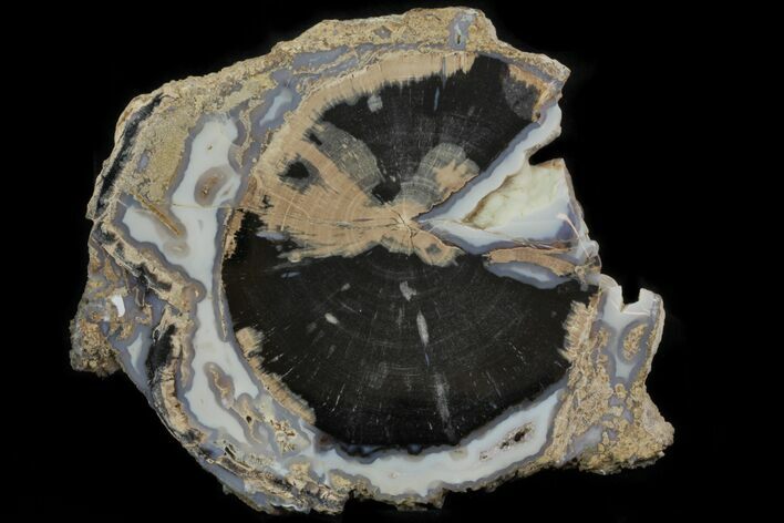 Petrified Wood (Schinoxylon) Slab - Blue Forest, Wyoming #78874